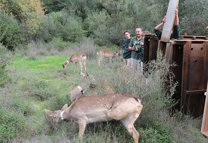 צילום: דקל גת, רשות הטבע והגנים