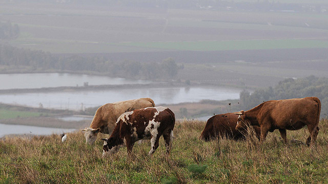 פרות ברמת הגולן (צילום: אביהו שפירא) (צילום: אביהו שפירא)