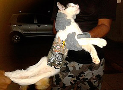ארכיון. החתול "המבריח" שנתפס בברזיל בינואר (צילום: רויטרס) (צילום: רויטרס)