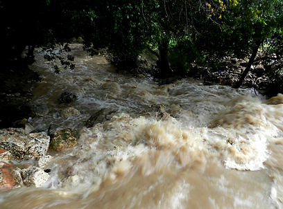 זרימה חזקה בנחל בית אורן (צילום: דן אמיר) (צילום: דן אמיר)