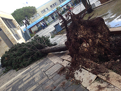 גם בחיפה קרסו עצים (צילום: נועה הוד) (צילום: נועה הוד)