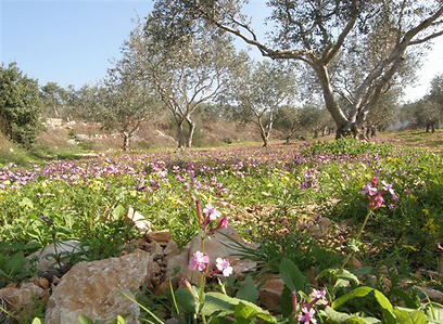 פרחי ציפורן מצרית בעין מג'נונה שליד ג'ת (צילום: איילת בר מאיר) (צילום: איילת בר מאיר)