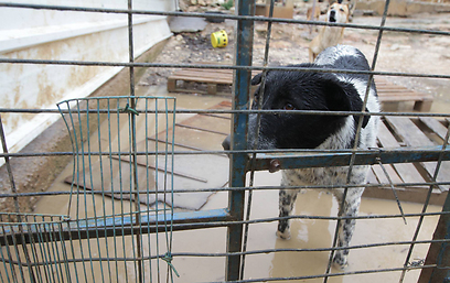 צילום: גיל יוחנן