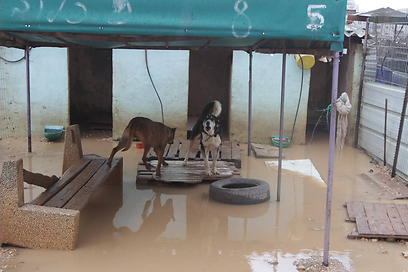 צילום: גיל יוחנן