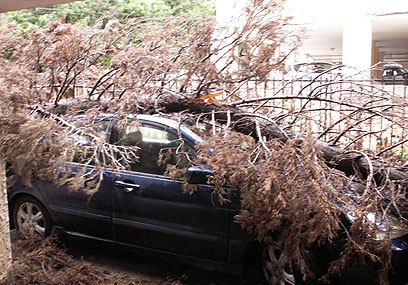 עץ קרס על רכב ברמת גן (צילום: רקפת שפר) (צילום: רקפת שפר)