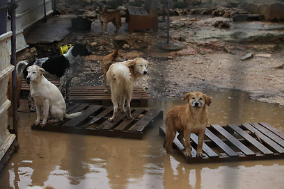 צילום: גיל יוחנן