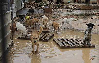 צילום: גיל יוחנן
