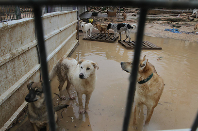צילום: גיל יוחנן