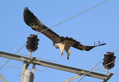 צילום: עזרא חדד