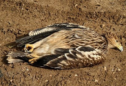 צילום: עזרא חדד