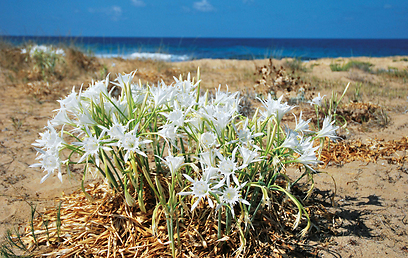 חבצלות חוף בחוף אכזיב. אחד ממיני הצומח באזור (צילום: יניב אלון, טבע הדברים) (צילום: יניב אלון, טבע הדברים)