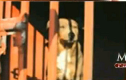 אחד הכלבים שנלכדו על ידי הרשויות במכסיקו ()