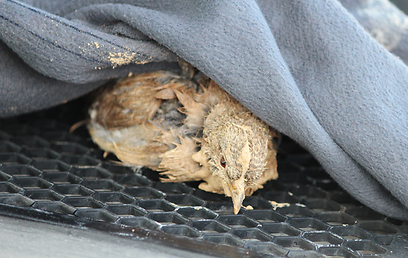 צילום: עודד קינן, החברה להגנת הטבע