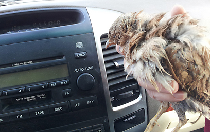 צילום: ענת פרידמן