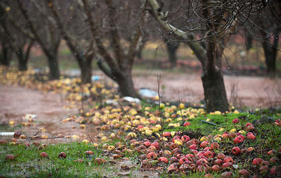 מטע תפוחים בגולן (צילום: בני דויטש) (צילום: בני דויטש)