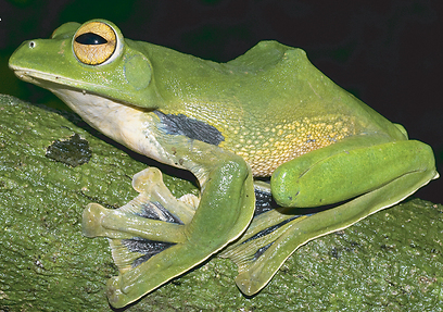 צילום: Dr.Jodi J. L. Rowle