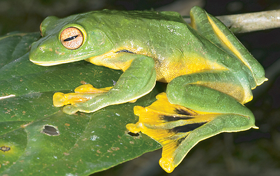 צילום: Dr.Jodi J. L. Rowle