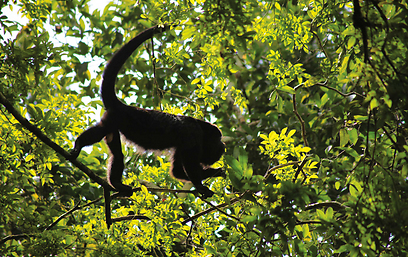 קוף השאגן על צמרתו של עץ ביערות מחוז אל פטן (צילום: אריה דהן, טבע הדברים) (צילום: אריה דהן, טבע הדברים)