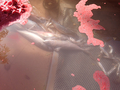 דגים מתים בתוך המזרקה. חולון, היום (צילום: באדיבות אגף תשתיות עיריית חולון ) (צילום: באדיבות אגף תשתיות עיריית חולון )