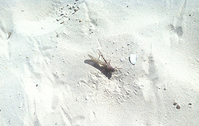 על החול באשדוד (צילום: ריטה גולדשטיין) (צילום: ריטה גולדשטיין)