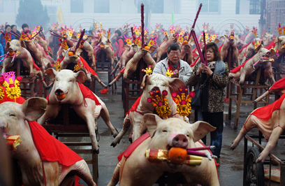 השימוש לחזירים בחגיגות השנה החדשה במחוז סונגיאנג (צילום: רויטרס) (צילום: רויטרס)