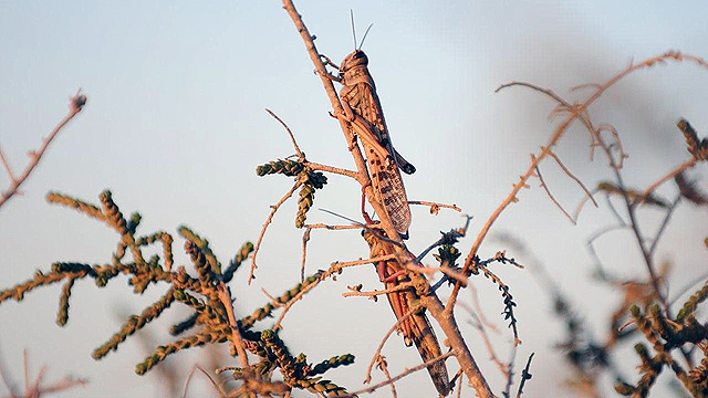 locust swarms in Israel in 2013 