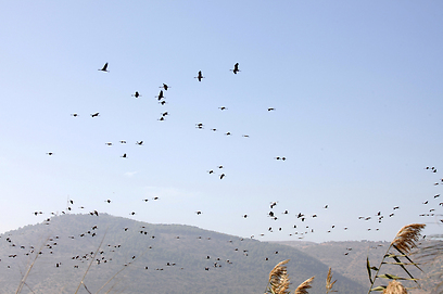 ויש גם עגורים. ציפורים נודדות ב"איגור ומסע העגורים" (צילום: מתוך הסרט) (צילום: מתוך הסרט)