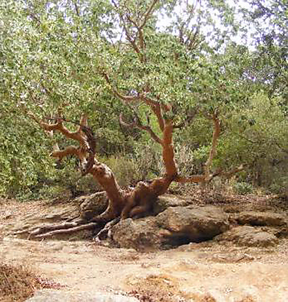 עצי קטלב. אחד ממיני העצים בנחל כמון (צילום: יובל וייצנר) (צילום: יובל וייצנר)