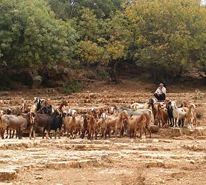 עדר עזים שמגיע לשתות בעין כמאנה (צילום: יובל וייצנר) (צילום: יובל וייצנר)