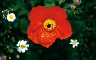 צמח בעל פרחים אדומים, או צהובים כצבע הנוּר. נורית אסיה (צילום: אודי רן) (צילום: אודי רן)
