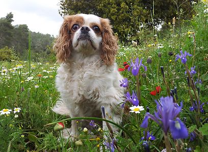 ג'וי, כלבת הטיולים, בין אירוס צהרון מצוי ושאר פרחים (צילום: זיו ריינשטיין) (צילום: זיו ריינשטיין)
