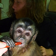צילום: תמר פרדמן ועופרי איתן, מקלט הקופים הישראלי