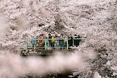 מצלמים את הפריחה בטוקיו (צילום: EPA) (צילום: EPA)