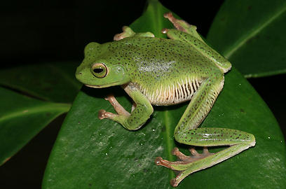 נקבת צפרדע שיחים בוהקת של קלארט (צילום: L. J. Mendis Wickramasinghe) (צילום: L. J. Mendis Wickramasinghe)