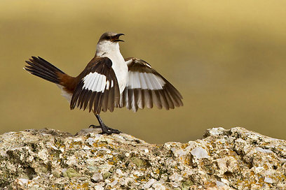  (צילום: Dubi Shapiro - The Worlds Rarest Birds) (צילום: Dubi Shapiro - The Worlds Rarest Birds)