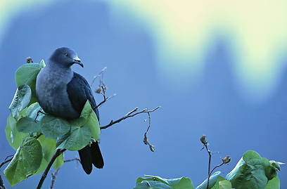  (צילום: Tim Laman -The Worlds Rarest Birds) (צילום: Tim Laman -The Worlds Rarest Birds)