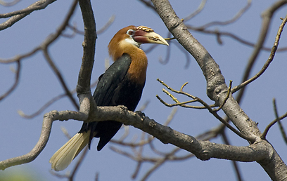  (צילום: Niranjan Sant -  The Worlds Rarest Birds) (צילום: Niranjan Sant -  The Worlds Rarest Birds)