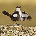 צילום: Dubi Shapiro - The Worlds Rarest Birds