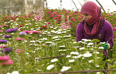 פליטה סורית בירדן עובדת בקטיפת פרחים. הרוב לא מצליחים להתפרנס (צילום: רויטרס) (צילום: רויטרס)