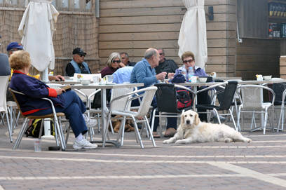 מי צריך מציל כשיש כלב ששומר בבית הקפה? (צילום: ג'ורג' גינסברג) (צילום: ג'ורג' גינסברג)