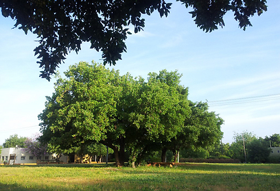 העץ החזק של הגליל. אלון תבור בבית ספר שדה אלון התבור (צילום: זיו ריינשטיין) (צילום: זיו ריינשטיין)