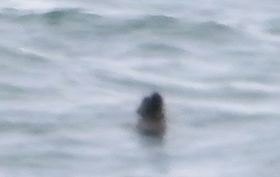 הראש של כלב הים מבצבץ הבוקר בים (צילום: ד"ר עוז גופמן) (צילום: ד