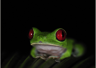 צפרדע בקוסטה ריקה (צילום: דוד  מונסונגו) (צילום: דוד  מונסונגו)