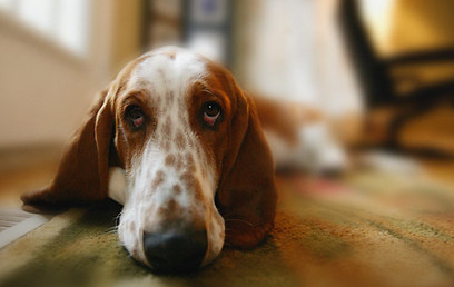 הכלב לכלך את השטיח? (צילום: Index open) (צילום: Index open)