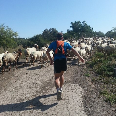 באוסטרליה הוא רץ בין פרות, כאן בין כבשים. בוולס בגליל (צילום: דב גרינבלט) (צילום: דב גרינבלט)