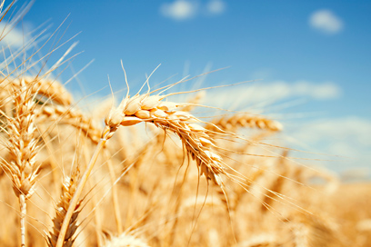 מגוון אירועים לחג השבועות