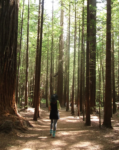 תרגישו קטנים מול היער העוצמתי הזה. עצי סקויה בניו זילנד (צילום: חנה וגיא טבק) (צילום: חנה וגיא טבק)