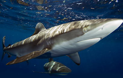 אל תיבהלו מה"רחרוח" שלהם. זוג כרישי סילקי (צילום: בועז סמוראי) (צילום: בועז סמוראי)