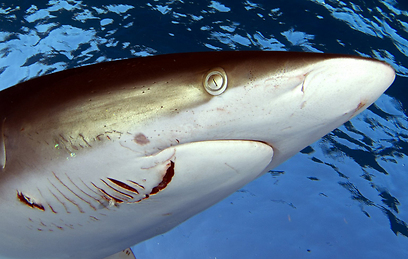 כריש סילקי הפצוע לאחר קרב עם כריש אחר בלהקה (צילום: בועז סמוראי) (צילום: בועז סמוראי)