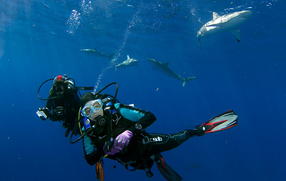 צוללים באינטראקציה עם כרישי הסליקי הנפוצים באזור (צילום: בועז סמוראי) (צילום: בועז סמוראי)
